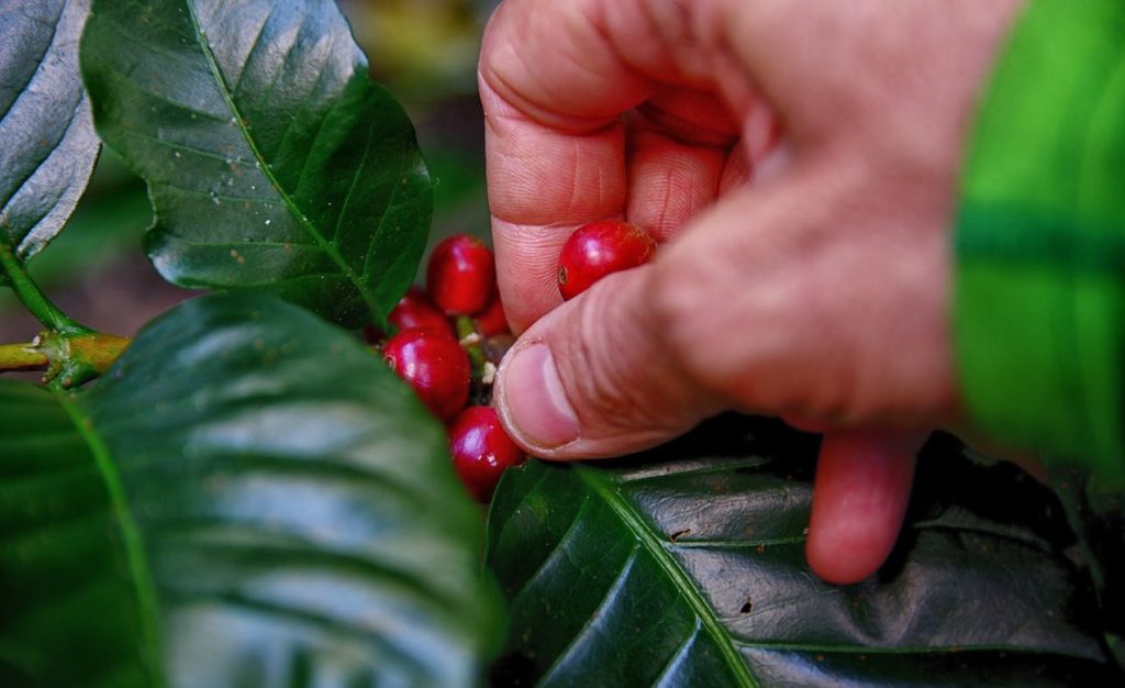 de magie van koffie bonen