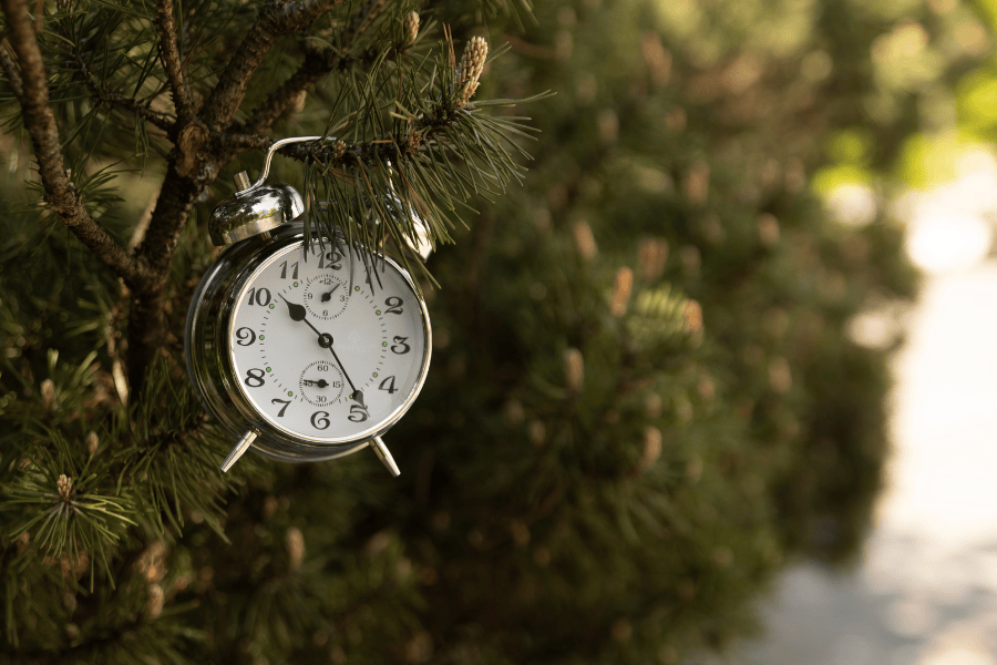 Klok bos boom delayed gratification